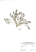藏品(假吐金菊)的圖片